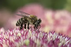 Apis Prints: Bee -Apis sp. -, Baden-Wurttemberg, Germany