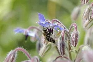 Bee -Apis sp.- on Borage -Borago officinalis-, Baden-Wuerttemberg, Germany, Europe