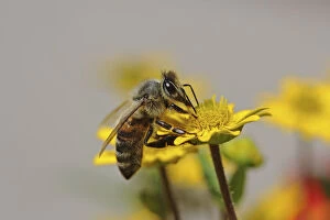 Bee -Apis sp.- on Creeping Zinnia -Sanvitalia procumbens solaris-, Baden-Wuerttemberg, Germany, Europe