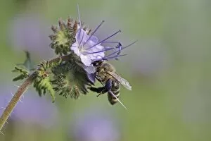 Bee -Apis sp.-, on a purple flower, Phacelia, Scorpionweed or Heliotrope -Phacelia sp