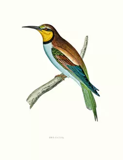 Images Dated 1st June 2016: Bee Eater