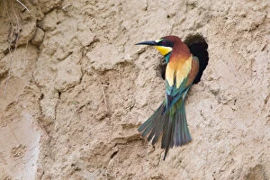 Images Dated 16th May 2013: Bee-eater -Merops apiaster- perched outside breeding tube, Saxony-Anhalt, Germany