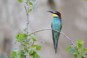Images Dated 16th May 2013: Bee-eater -Merops apiaster- sitting on twig, Saxony-Anhalt, Germany