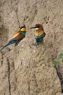 Two bee-eaters -Merops apiaster-, on a breeding wall, Hungary, Europe