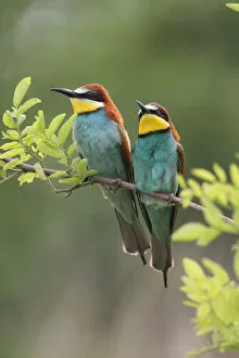 Images Dated 21st May 2012: Two bee-eaters -Merops apiaster-, Hungary, Europe