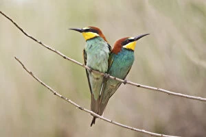 Images Dated 16th May 2013: Two Bee-eaters -Merops apiaster- perched on a twig, Saxony-Anhalt, Germany