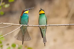 Images Dated 16th May 2013: Two Bee-eaters -Merops apiaster- perched on a twig, Saxony-Anhalt, Germany