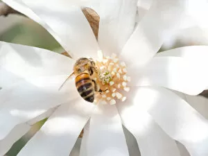 Pollination Gallery: Bee on flower
