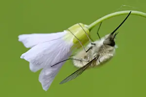 Cabbage Prints: Bee-fly (Bombyliidae) on Ladys Smock (Cardamine pratensis)