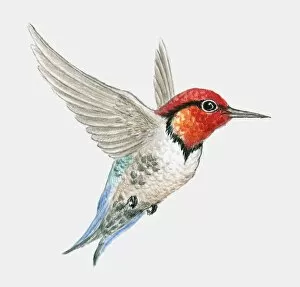 Spread Wings Gallery: Bee hummingbird (Mellisuga helenae) flying, side view