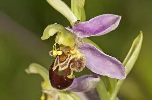 Images Dated 5th July 2013: Bee Orchid -Ophrys apivera-, single flower, Neresheim, Baden-Wurttemberg, Germany
