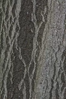 Images Dated 24th October 2013: Beech bark -Fagus sylvatica-, Germany