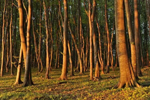 Beech -Fagus sylvatica- forest in the early morning light, UNESCO World Natural Heritage Site, Jasmund National Park