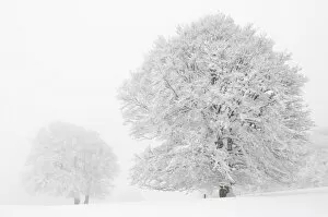 Images Dated 13th February 2010: Beech -Fagus sylvatica- on a pasture in fog and snow, winter, Mt
