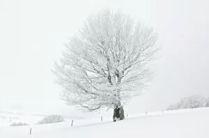Images Dated 13th February 2010: Beech -Fagus sylvatica- on a pasture in fog and snow, winter, Mt