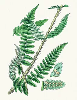 Images Dated 18th July 2016: Beech fern
