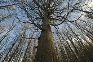 Images Dated 30th March 2015: Beech forest, Common Beech trees (Fagus sylvatica), Jasmund National Park, Ruegen