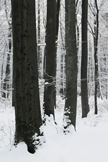 Fagus Prints: Beech forest in winter, Lower Saxony, Germany, Europe
