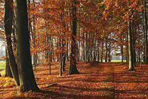 Images Dated 4th November 2011: Beech grove with autumn-coloured leaves, European Beech -Fagus sylvatica-