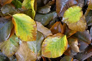 Fagus Prints: Beech leaves in autumn