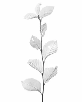 Radiography Collection: Beech leaves (Fagus sp.), X-ray