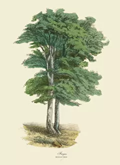 The Book of Practical Botany Collection: Beech Tree or Fagus, Victorian Botanical Illustration