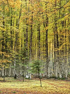 Images Dated 23rd October 2016: Beech Tree Forest in Autumn, with his leaves of colors
