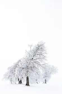 Beech trees -Fagus sylvatica-, wind shaped beech trees at Mt Schauinsland in winter, Schauinsland, Baden-Wurttemberg, Germany