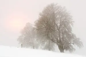 Beech trees -Fagus sylvatica-, wind shaped beech trees at Mt Schauinsland in winter, Schauinsland, Baden-Wurttemberg, Germany