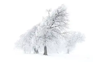 Fagus Prints: Beech trees -Fagus sylvatica-, wind shaped beech trees at Mt Schauinsland in winter
