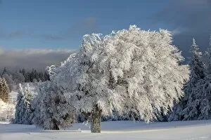Images Dated 20th February 2012: Beech trees in the fresh snow in the morning light, Schauinsland mountain near Freiburg