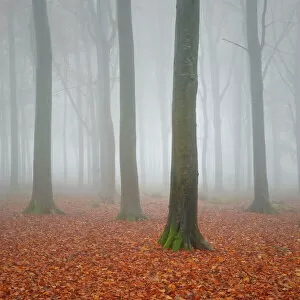 Images Dated 16th November 2012: Beech Woodland in the Autumn Mist