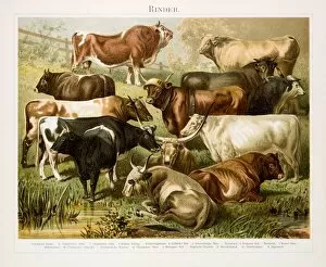 Images Dated 30th June 2015: Beef cattle Chromolithograph 1896