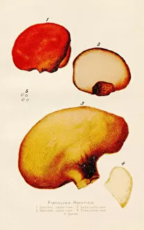 Images Dated 11th June 2018: Beefsteak Fungus illustration 1891