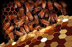 Beehive