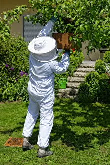 Images Dated 28th May 2013: Beekeeper collecting a new colony of Honey Bees -Apis mellifera- from the trunk of an apple tree