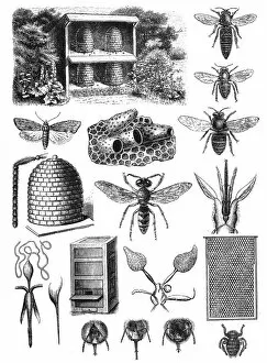 Pest Collection: Beekeeping