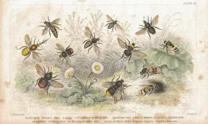 Insect Lithographs Gallery: Bees old litho print from 1852