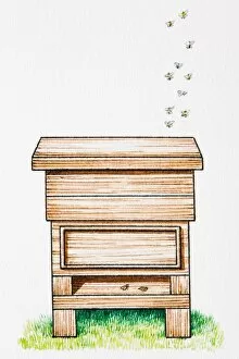 Bees above wooden beehive