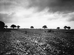 Beet Prints: Beet Field