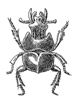 Beetle