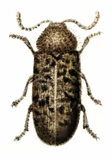 Images Dated 10th May 2017: Beetle, Anobium Tessellatum