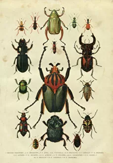 Insect Lithographs Collection: Beetle insect illustration 1881