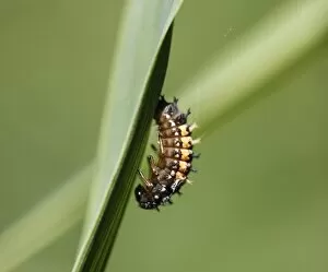 Ladybug Gallery: Beetle larva before pupation, Asian Ladybug (Harmonia axyridis), Upper Bavaria, Bavaria, Germany