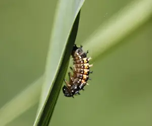 Upper Prints: Beetle larva before pupation, Asian Ladybug (Harmonia axyridis)