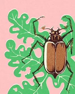 Illustration And Paintin Prints: Beetle on Leaf