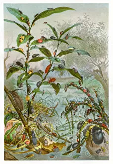 Images Dated 2nd March 2017: Beetles Chromolithograph 1884