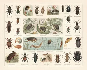 Images Dated 8th August 2018: Beetles, chromolithograph, published in 1897