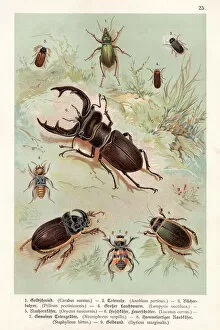 Images Dated 31st July 2016: Beetles chromolithography 1888