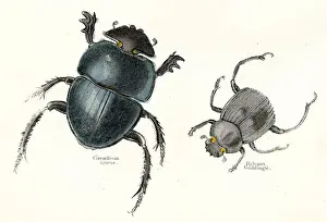 Beetles engraving 1893